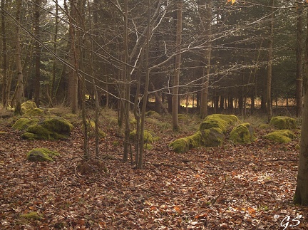 am Steinerberg im Steinatal