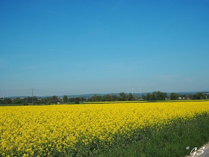 in den Schwalmwiesen bei Steina
