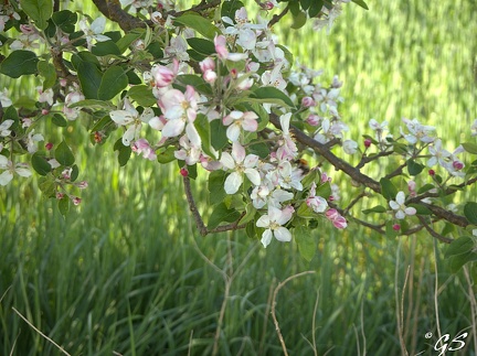 Apfelbaumblüte in Steina